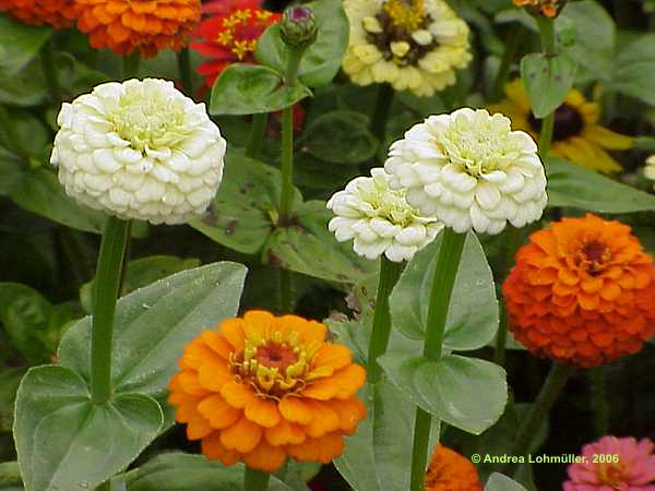 Zinnia elegans