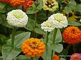 Zinnia elegans