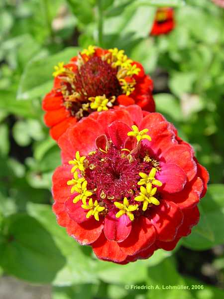 Zinnia elegans