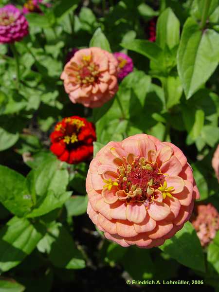 Zinnia elegans