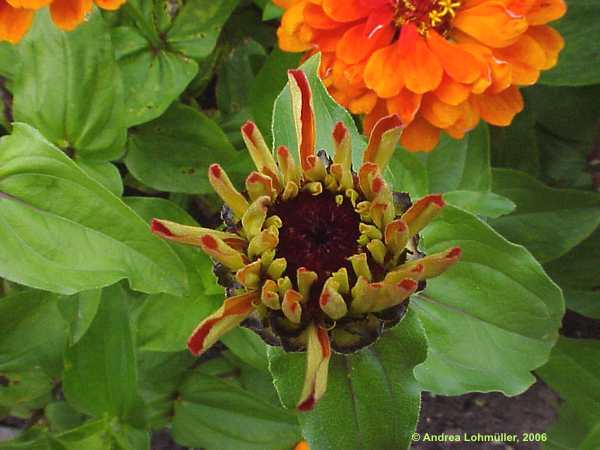 Zinnia elegans