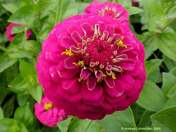 Zinnia elegans