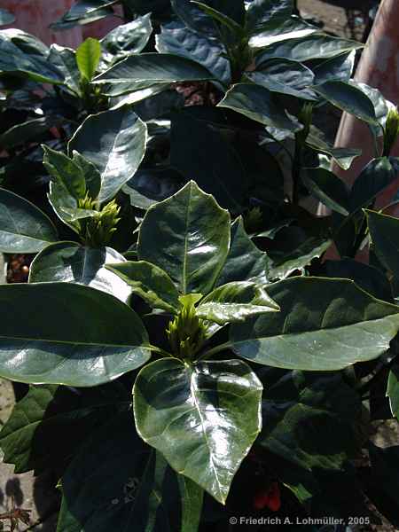 Aucuba japonica