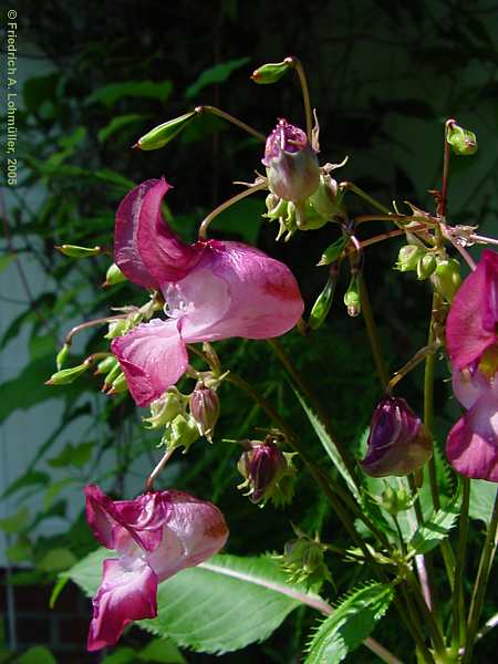 Impatiens glandulifera