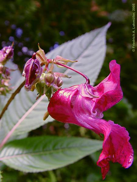 Impatiens glandulifera