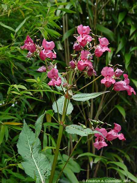 Impatiens glandulifera