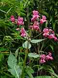 Impatiens glandulifera