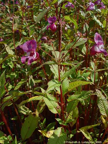 Impatiens glandulifera