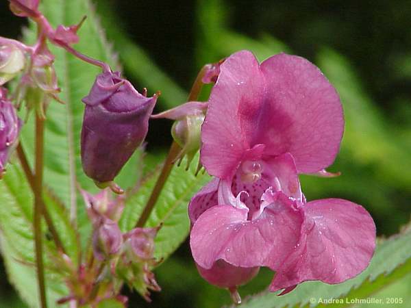 Impatiens glandulifera