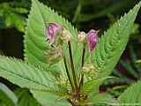 Impatiens glandulifera