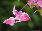 Impatiens glandulifera