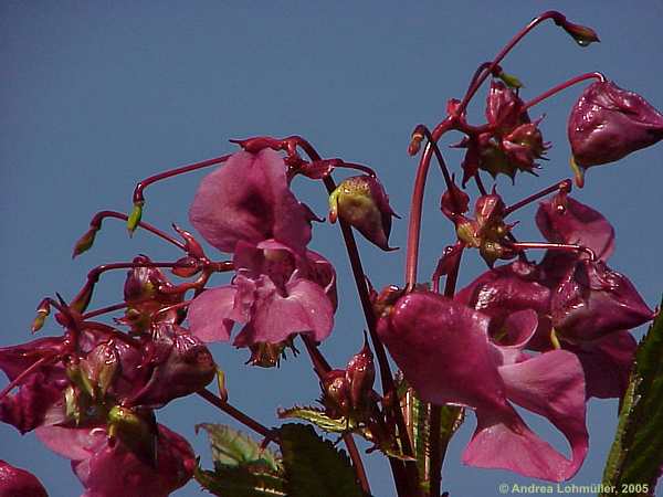 Impatiens glandulifera