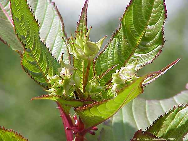 Impatiens glandulifera