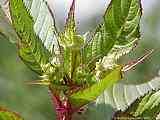 Impatiens glandulifera