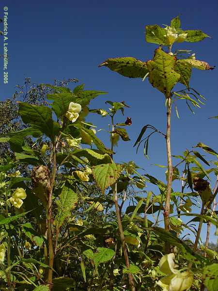 Impatiens noli-tangere