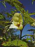 Impatiens noli-tangere