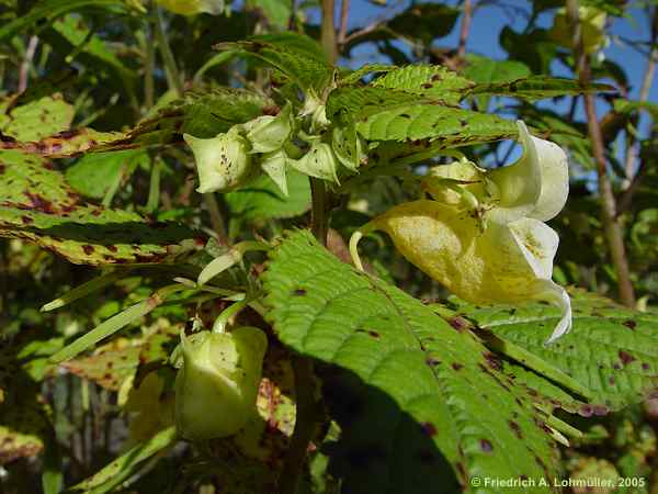 Impatiens noli-tangere