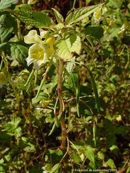 Impatiens noli-tangere