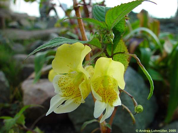 Impatiens scrabida