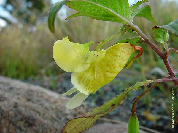 Impatiens scrabida