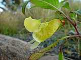 Impatiens scrabida