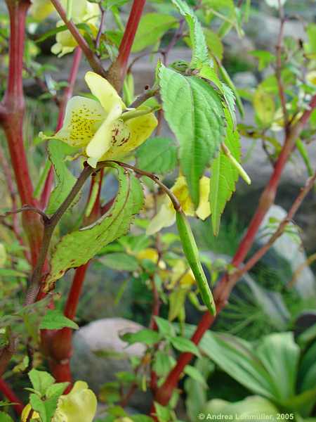 Impatiens scrabida