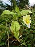 Impatiens scrabida