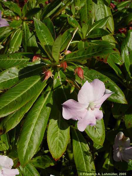 Impatiens sodenii