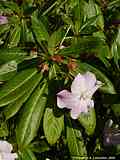 Impatiens sodenii