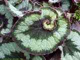 Begonia species