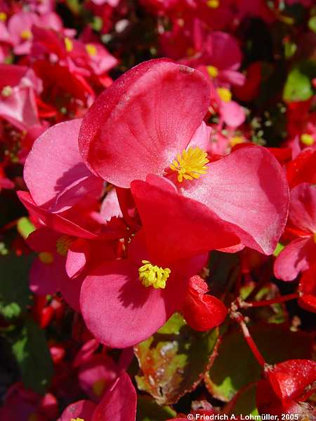 Begonia semperflorens-cultorum hort.