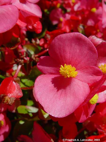 Begonia semperflorens-cultorum hort.