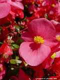 Begonia semperflorens hybr.