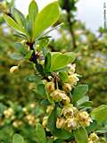 Berberis thunbergii