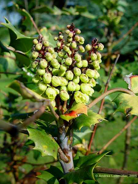 Mahonia bealei