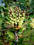 Mahonia bealei