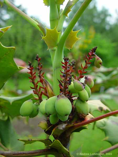 Mahonia bealei