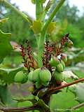 Mahonia bealei