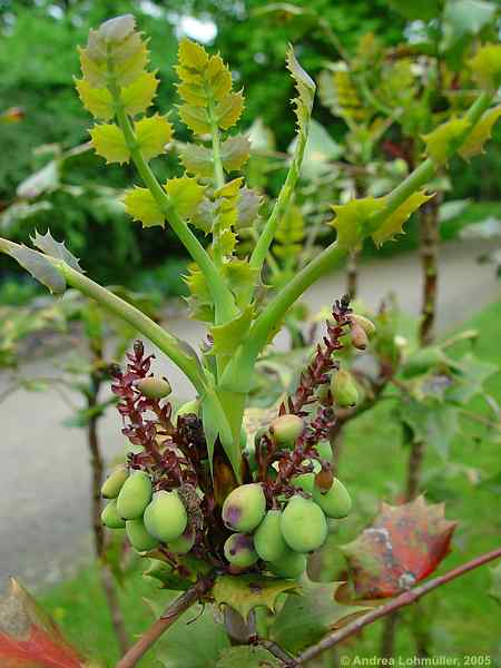 Mahonia bealei