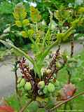 Mahonia bealei