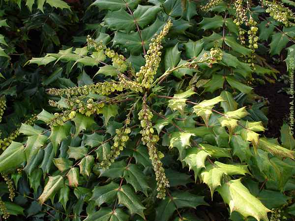 Mahonia bealei