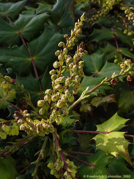 Mahonia bealei