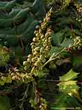 Mahonia bealei