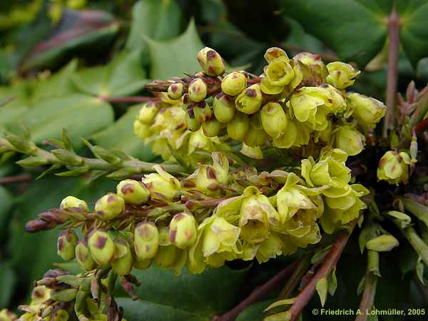 Mahonia bealei