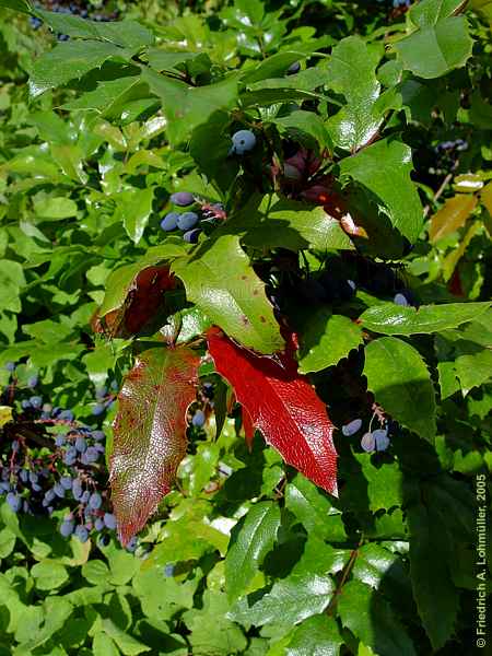 Mahonia aquifolium