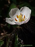 Podophyllum peltatum