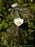 Podophyllum