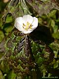 Podophyllum peltatum