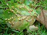 Alnus glutinosa