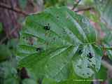 Alnus glutinosa